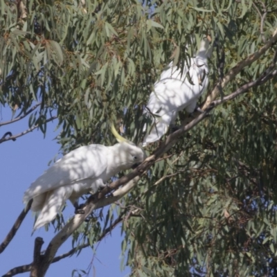 Cacatua galerita (Sulphur-crested Cockatoo) at Forde, ACT - 4 Mar 2019 by AlisonMilton