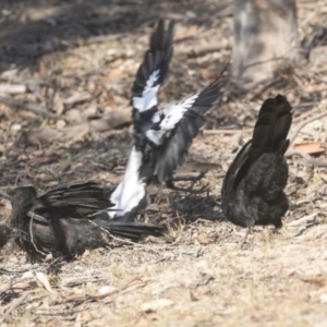 Corcorax melanorhamphos at Forde, ACT - 4 Mar 2019