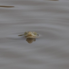 Chelodina longicollis (Eastern Long-necked Turtle) at Mulligans Flat - 4 Mar 2019 by AlisonMilton