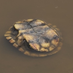 Chelodina longicollis at Amaroo, ACT - 4 Mar 2019