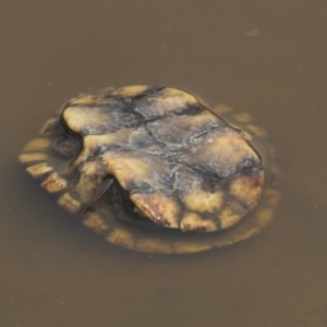 Chelodina longicollis at Amaroo, ACT - 4 Mar 2019