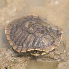 Chelodina longicollis at Amaroo, ACT - 4 Mar 2019