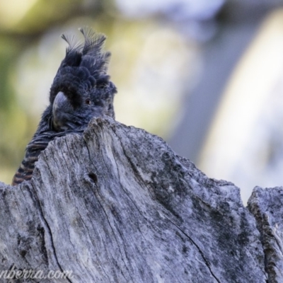 Callocephalon fimbriatum (Gang-gang Cockatoo) at Red Hill, ACT - 2 Mar 2019 by JonSteinbeck