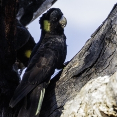 Zanda funerea (Yellow-tailed Black-Cockatoo) at Deakin, ACT - 2 Mar 2019 by BIrdsinCanberra