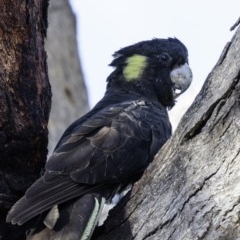 Zanda funerea at Deakin, ACT - 2 Mar 2019 08:53 AM