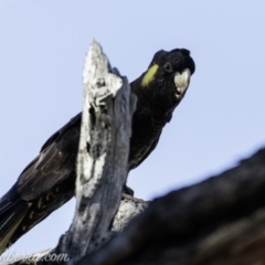 Zanda funerea at Deakin, ACT - 2 Mar 2019