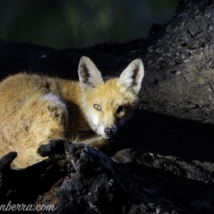 Vulpes vulpes at Red Hill, ACT - 2 Mar 2019