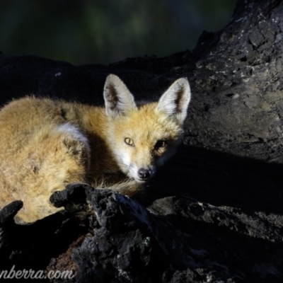 Vulpes vulpes (Red Fox) at Red Hill, ACT - 1 Mar 2019 by BIrdsinCanberra