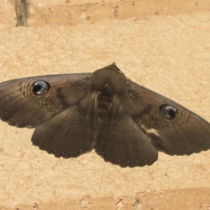 Dasypodia selenophora at Higgins, ACT - 3 Mar 2019 12:15 AM