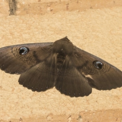 Dasypodia selenophora (Southern old lady moth) at Higgins, ACT - 3 Mar 2019 by AlisonMilton