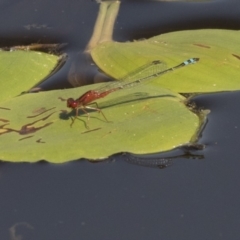 Xanthagrion erythroneurum (Red & Blue Damsel) at Mulligans Flat - 3 Mar 2019 by Alison Milton