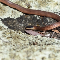 Parasuta dwyeri (Dwyer's Black-headed Snake) at Amaroo, ACT - 27 Dec 2018 by BrianLR