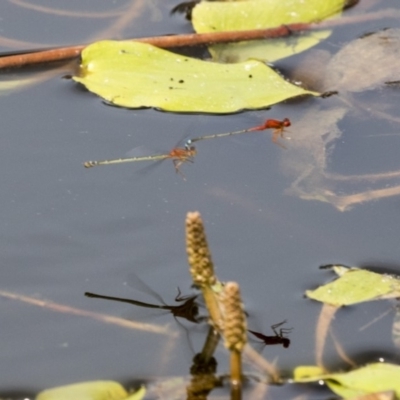 Xanthagrion erythroneurum (Red & Blue Damsel) at Mulligans Flat - 4 Mar 2019 by AlisonMilton