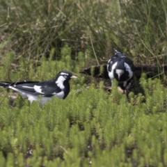 Grallina cyanoleuca (Magpie-lark) at Forde, ACT - 3 Mar 2019 by Alison Milton