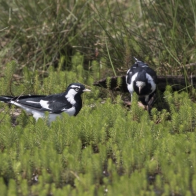 Grallina cyanoleuca (Magpie-lark) at Forde, ACT - 4 Mar 2019 by AlisonMilton