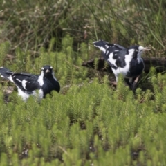 Grallina cyanoleuca at Forde, ACT - 4 Mar 2019 10:50 AM