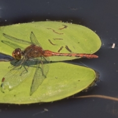 Diplacodes bipunctata (Wandering Percher) at Amaroo, ACT - 4 Mar 2019 by AlisonMilton