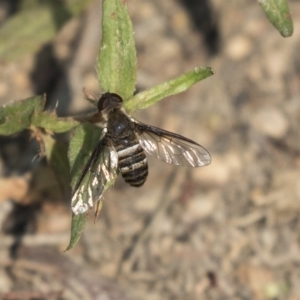 Villa sp. (genus) at Forde, ACT - 4 Mar 2019 10:31 AM