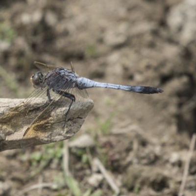 Orthetrum caledonicum (Blue Skimmer) at Amaroo, ACT - 4 Mar 2019 by AlisonMilton