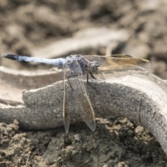 Orthetrum caledonicum at Amaroo, ACT - 4 Mar 2019