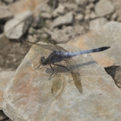 Orthetrum caledonicum at Amaroo, ACT - 4 Mar 2019