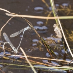 Austrolestes leda (Wandering Ringtail) at Mulligans Flat - 3 Mar 2019 by AlisonMilton