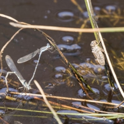 Austrolestes leda (Wandering Ringtail) at Forde, ACT - 3 Mar 2019 by AlisonMilton