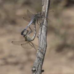 Orthetrum caledonicum (Blue Skimmer) at Amaroo, ACT - 3 Mar 2019 by AlisonMilton