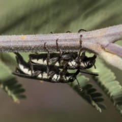 Rhinotia sp. (genus) (Unidentified Rhinotia weevil) at Weetangera, ACT - 25 Feb 2019 by AlisonMilton