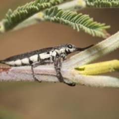 Rhinotia sp. (genus) at Weetangera, ACT - 26 Feb 2019