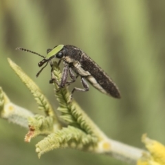 Rhinotia sp. (genus) at Weetangera, ACT - 26 Feb 2019