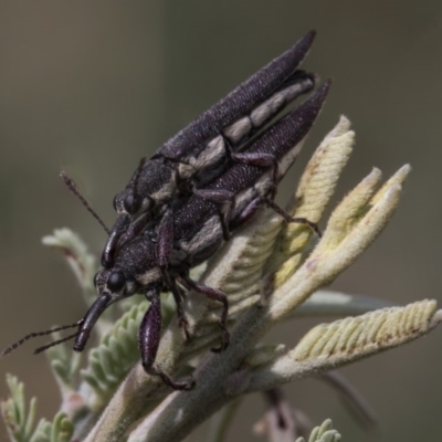 Rhinotia sp. (genus) (Unidentified Rhinotia weevil) at The Pinnacle - 25 Feb 2019 by AlisonMilton
