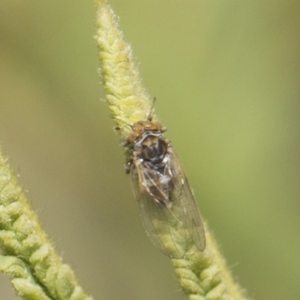 Psyllidae sp. (family) at Weetangera, ACT - 26 Feb 2019