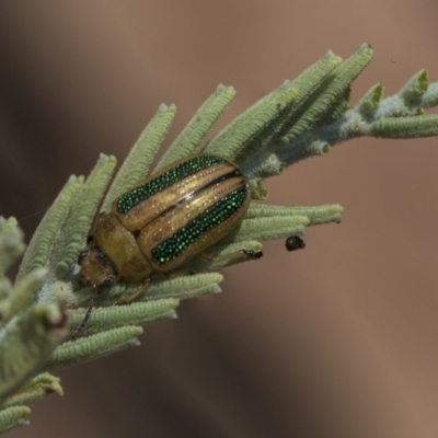 Calomela vittata (Acacia leaf beetle) at Weetangera, ACT - 26 Feb 2019 by AlisonMilton
