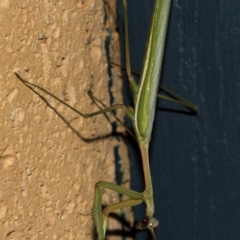 Pseudomantis albofimbriata (False garden mantis) at Higgins, ACT - 5 Mar 2019 by AlisonMilton