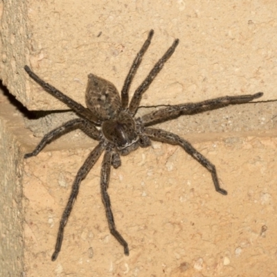 Neosparassus calligaster (Beautiful Badge Huntsman) at Higgins, ACT - 5 Mar 2019 by Alison Milton