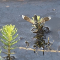 Comptosia sp. (genus) (Unidentified Comptosia bee fly) at Forde, ACT - 3 Mar 2019 by Alison Milton