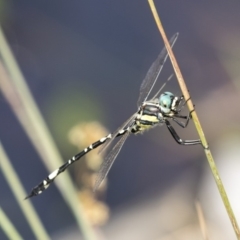 Parasynthemis regina (Royal Tigertail) at Mulligans Flat - 4 Mar 2019 by Alison Milton