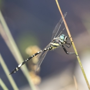 Parasynthemis regina at Forde, ACT - 4 Mar 2019 11:18 AM