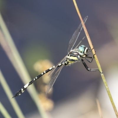 Parasynthemis regina (Royal Tigertail) at Mulligans Flat - 4 Mar 2019 by Alison Milton