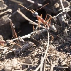 Myrmecia nigriceps (Black-headed bull ant) at Higgins, ACT - 20 Sep 2018 by Alison Milton