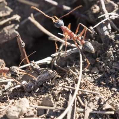 Myrmecia nigriceps (Black-headed bull ant) at Higgins, ACT - 20 Sep 2018 by Alison Milton