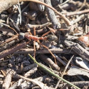 Myrmecia nigriceps at Higgins, ACT - 20 Sep 2018