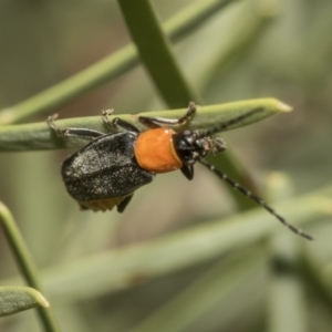 Chauliognathus tricolor at Scullin, ACT - 3 Mar 2019 07:30 AM