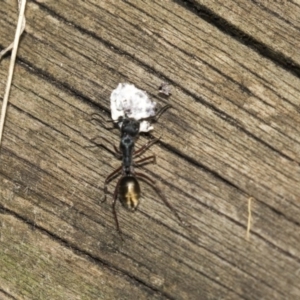 Camponotus suffusus at Acton, ACT - 19 Feb 2019