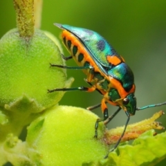 Scutiphora pedicellata (Metallic Jewel Bug) at Acton, ACT - 26 Feb 2019 by TimL