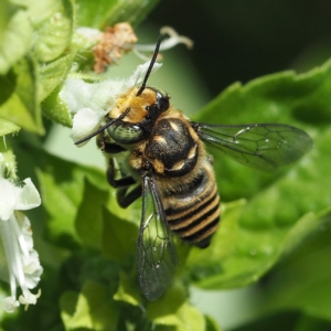 Megachile (Eutricharaea) macularis at O'Connor, ACT - 2 Mar 2019 12:05 PM