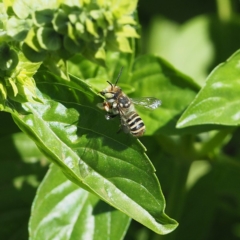 Megachile (Eutricharaea) macularis at O'Connor, ACT - 2 Mar 2019