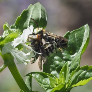 Megachile (Eutricharaea) macularis at O'Connor, ACT - 2 Mar 2019