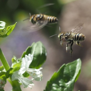 Megachile (Eutricharaea) macularis at O'Connor, ACT - 2 Mar 2019 12:05 PM